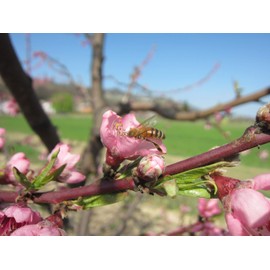 Azienda Agricola Prunotto Mariangela - Composta di Marroni - 345 gr