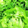 Bonnie Plants Buttercrunch Lettuce 19.3 oz. 4-pack