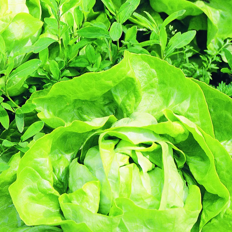 Bonnie Plants Buttercrunch Lettuce 19.3 oz. 4-pack