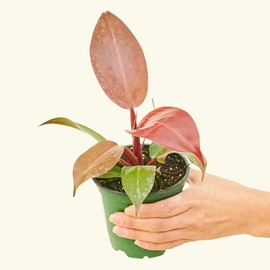Rooted Philodendron Imperial Red, Philodendron Erubescens, Live Indoor, Home Decor, Easy to Grow, Easy to Care, Outdoor Garden and Low Maintenance Houseplant, 4 inch Pot