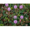 Fresh 500+ SENSITIVE PLANT Seeds BULK *Free US Shipping!* Mimosa