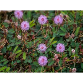 Fresh 500+ SENSITIVE PLANT Seeds BULK *Free US Shipping!* Mimosa Pudica Seeds