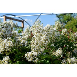 Crape Myrtle Natchez | 3 Extra Large 3 Gallon Plants | Lagerstroemia Indica | Beautiful Low Maintenance White Blooming Flowering Tree