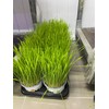Seeds Herb Dog Grass to Eat for Sprouting Resistant Vitamin
