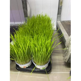 Seeds Herb Dog Grass to Eat for Sprouting Resistant Vitamin Heirloom - 1500 Seeds