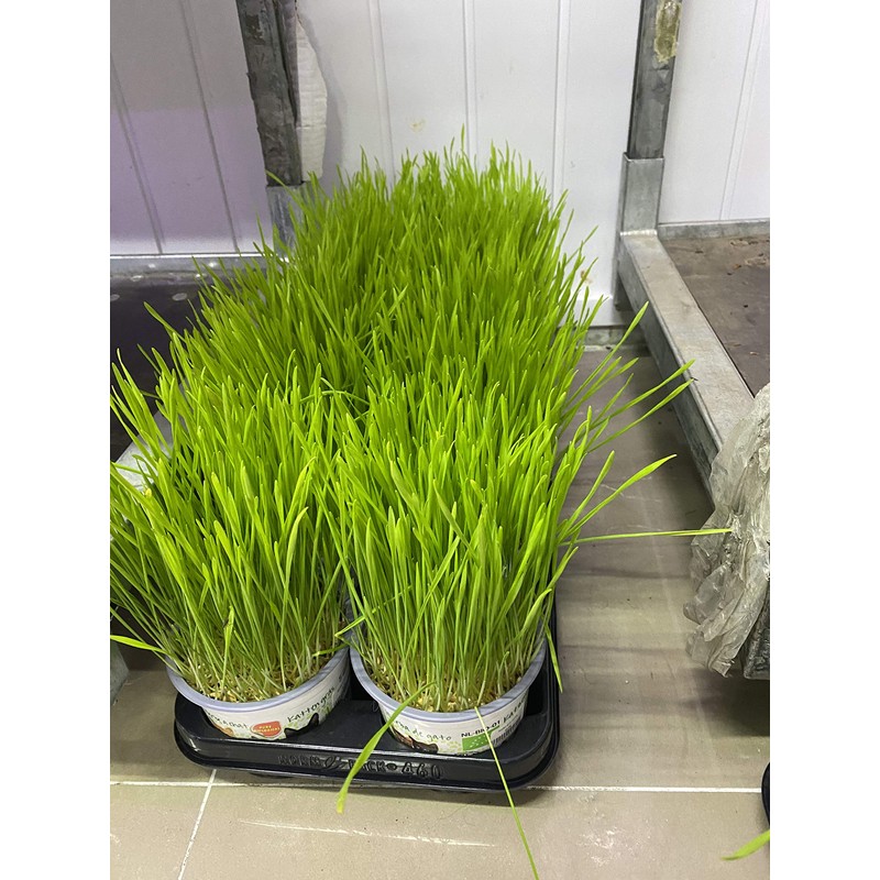 Seeds Herb Dog Grass to Eat for Sprouting Resistant Vitamin