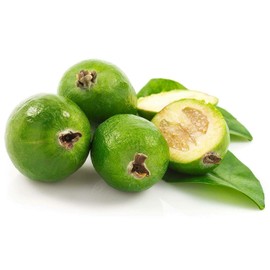 Pineapple Guava Plant - 1 Live 4 Inch Plants - Feijoa Sellowiana - Edible Flowers and Fruit