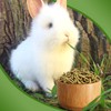 Bamboo Feeding Bowl for Rabbits, Natural Material Feeding Bowl for