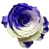 Fresh Cut Tinted Purple and White Roses from Flower Explosion