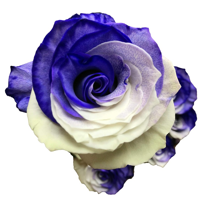 Fresh Cut Tinted Purple and White Roses from Flower Explosion
