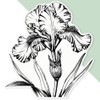 Extra Large 460mm 'Iris Flower' Permanent Sticker Decal for Cars/Windows/Bins/Walls