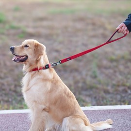 Lightweight Aluminum Alloy Hook Buckle, High-grade Upgraded Traffic Durable Nylon 24 inch Short Leash, with soft Neoprene Lining Handle, Professional Training (24 Inch Long, Red)