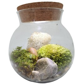 Create Your Serene Moss Sanctuary with The Unique Gardener Moss Bowl Terrarium Kit with LED Light - Perfect for Stress Relief & Air Purification!