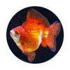 Fancy Goldfish Tank Bubble Eye Goldfish For Sale Ryukin