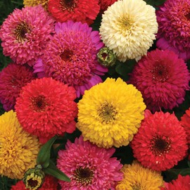 Outsidepride Candy Mix Zinnia Seeds - 400 Seeds Annual, Heat & Drought Tolerant Flower Seeds for Planting w/Vibrant Blooms for Pollinator Gardens & Floral Arrangements