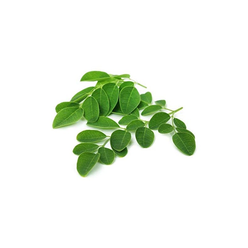 Moringa Leaf - Dried Moringa oleifera Leaf C/S 100% from