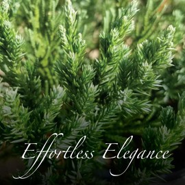 American Plant Exchange Live Parsoni Juniper – 10-Inch Pot – Cold-Hardy Evergreen Shrub with Soft Blue-Green Foliage, Low Maintenance Ground Cover for Patios, Gardens, Borders & Landscapes