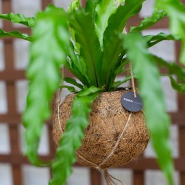 Better-Gro 17” Hanging Kokodama with Birds Nest Fern - Biodegradable, Natural Planter for Indoor/Outdoor Spaces, Sustainable Home Decor Accent