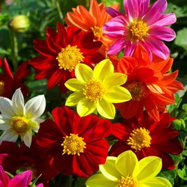 500+ Dahlia Unwin Bedding Flower Seeds for Planting Annual Dahlia Flower Seeds Garden Outdoor