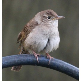 GORGEOUS HOUSE WREN on PERCH-Original Digital Color Photograph Signed by Martin