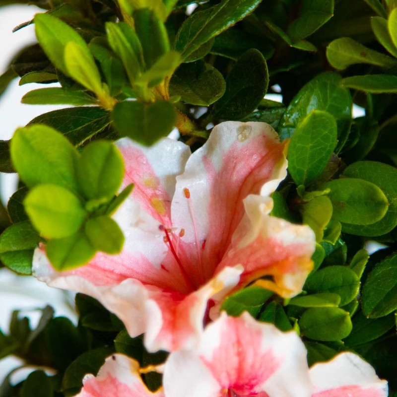 Encore Azalea Autumn Starburst (1 Gallon) Multi-Color Flowering Shrub -