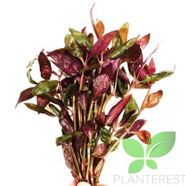 (Alternanthera Lilacina) Planterest – Alternanthera Bundle Live Aquarium Plant Decorations BUY2GET1FREE