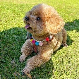 RayMinsino Pet Accessories Mixed Color Hairball Pearl Dog Chain Pet Necklace Adjustable Accessories for Medium Sized Pets (11+2.5in)