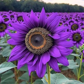 ZEshops 50pcs ‘Violet Majesty’ Purple Sunflower Seeds Rare Heirloom Variety for Garden
