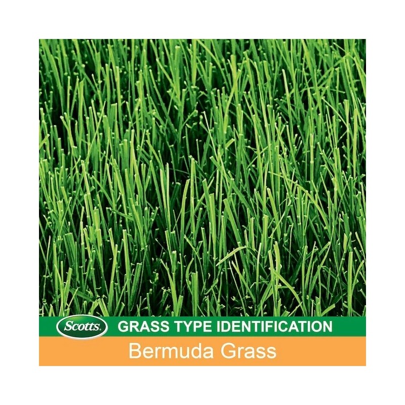 Scott's Scotts Turf Builder Bermudagrass 1 lb Bag
