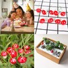 Mushroom Decoration, Pack of 50 Toadstools on Drath Mushrooms Realistic