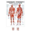 Sport-Tec Trigger Points Mini Poster Anatomy 34 x 24 cm