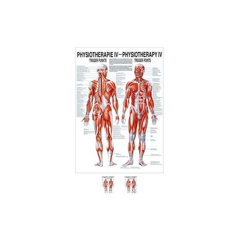 Sport-Tec Trigger Points Mini Poster Anatomy 34 x 24 cm