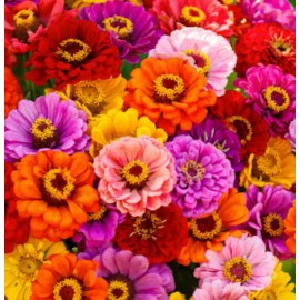 Zinnia Seeds Bulk - Giant Mix - Aztec Empress - Tall Majestic Many Colors - USA