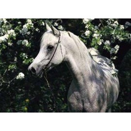 Schmidt Spiele, Edition Boiselle, Mould Jigsaw Puzzle 1,000 Pieces