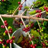 Greenwell Farms 100% Hawaiian Kona Coffee - Dark Roast, Whole