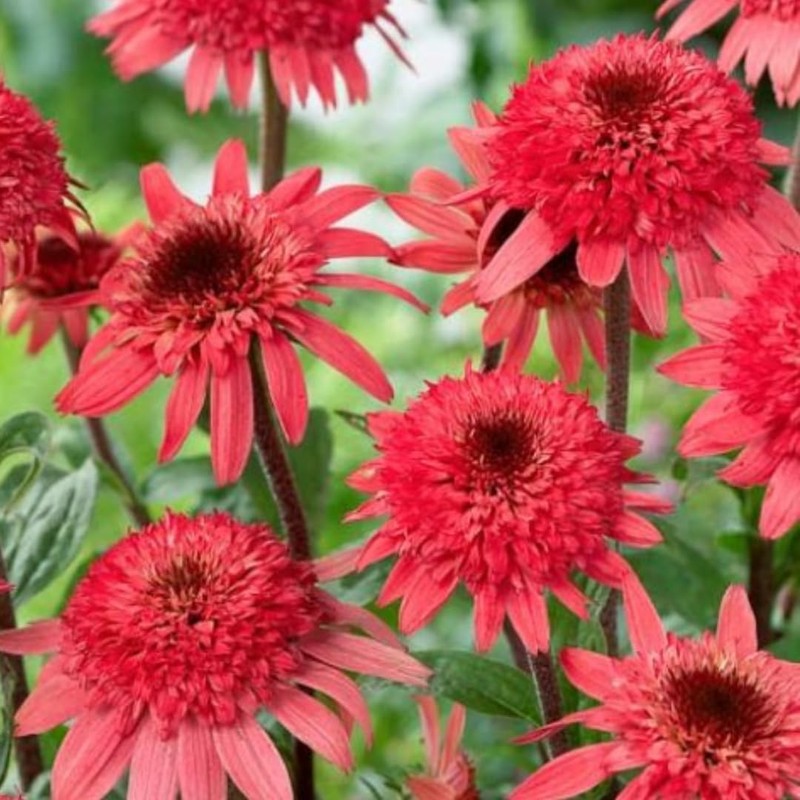 YOKEBOM Raspberry Echinacea Plant Live Double Pink Coneflower Starter Plant