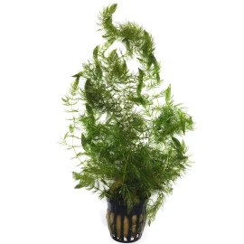 3 POTS HORNWORT PACK (Ceratophyllum