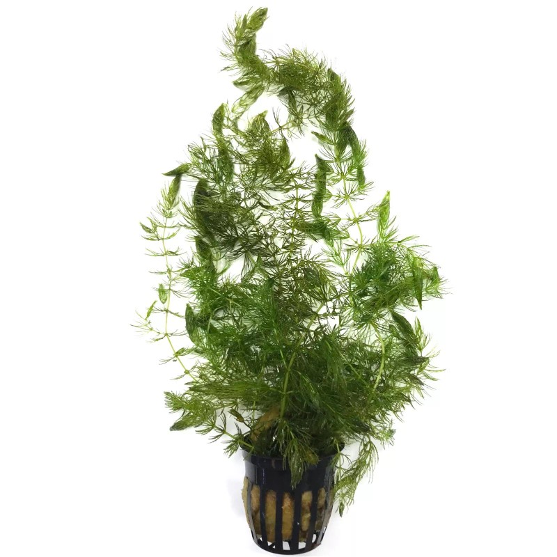 3 POTS HORNWORT PACK (Ceratophyllum