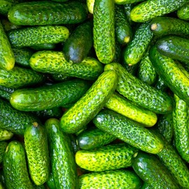 TomorrowSeeds - Parisian Gherkin Cucumber Seeds - 50+ Count - for 2026 Planting French Cornichon Baby Cucumbers Pickle Mini Kirby Cocombro Hybrid Vegetable Grow Your Own Home Farm Patio Healthy