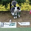 Ortocanis - Dog Leg Brace - Front Leg Brace for