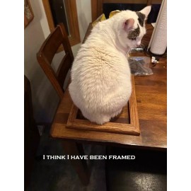 Funny Cat  refrigerator magnet 3 1/2 x 4 1/2"