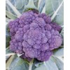 300 Purple Broccoli Seeds for Planting Heirloom Non GMO 1