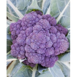 300 Purple Broccoli Seeds for Planting Heirloom Non GMO 1 gram Garden Vegetable Bulk Survival Allium cepa
