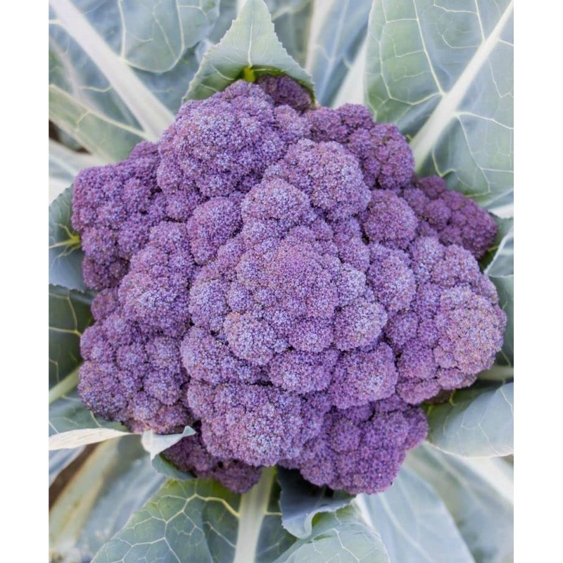 300 Purple Broccoli Seeds for Planting Heirloom Non GMO 1