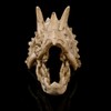 VOANZO Resin Triceratops Skull Model Replica, Dinosaur Tooth Skull Fossil,