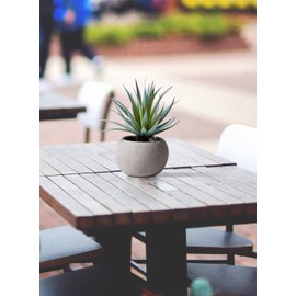 Serene Spaces Living Sword Grass in Grey Cement Pot, Set of 2, Perfect for Weddings and Home Décor, Real Looking Succulent for Decoration, Measures 6in Diameter x 8in High