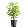 Bamboo Fernleaf | 1 Extra Large 3 Gallon Plant |
