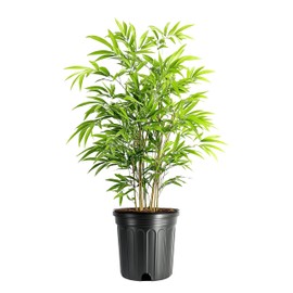 Bamboo Fernleaf | 1 Extra Large 3 Gallon Plant | Bambusa multiplex | Clumping Bamboo Privacy Screen | Fast Growing Hedge Windbreak Gardens Walkways Borders Decorative Accent Garden Feature Zone