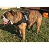 HDP Big Dog Soft No Pull Harness Size:XXLarge Color:Camo