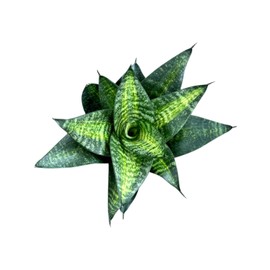 Live Plant, Snake Plant, Indoor Plant, Sansevieria, Air Purifying, Easy Care, 4 inch Pot by Hopewind Plants Shop (Tiger Star)